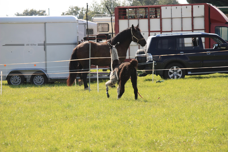 Dressage escayre journee attelage 2014 (31)