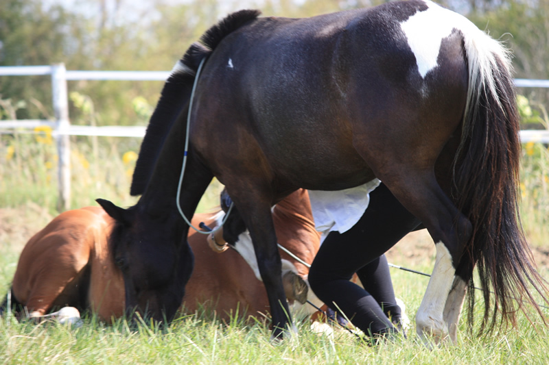 Dressage escayre journee attelage 2014 (5)