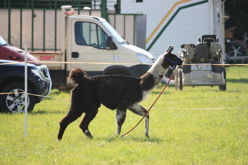 Dressage escayre journee attelage 2014 (33)