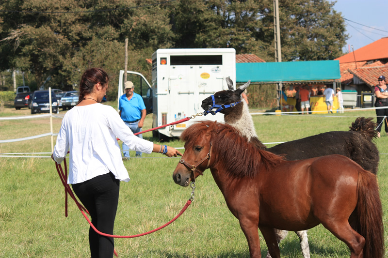 Dressage escayre journee attelage 2014 (27)