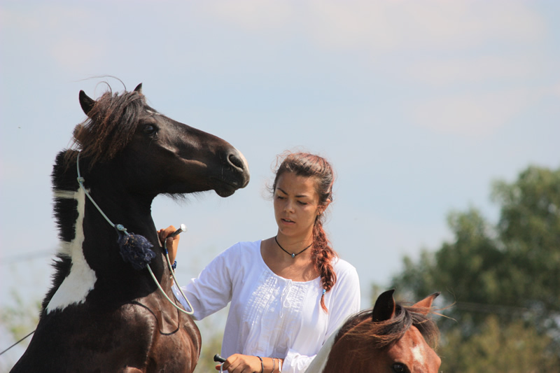 Dressage escayre journee attelage 2014 (9)