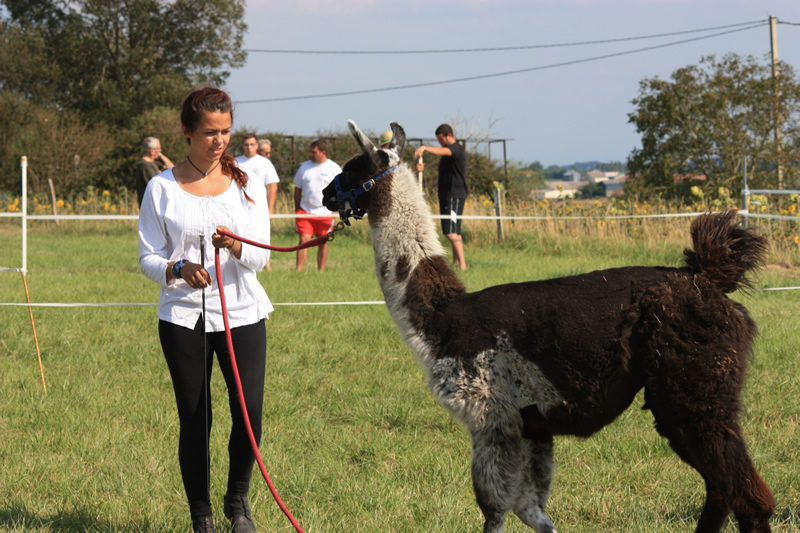 Dressage escayre journee attelage 2014 (19)