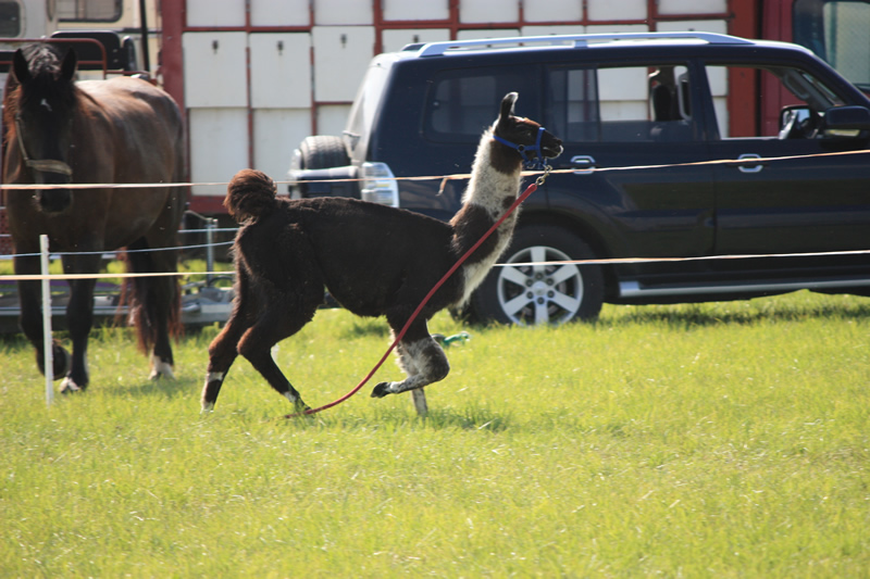 Dressage escayre journee attelage 2014 (32)