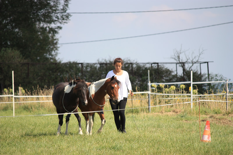 Dressage escayre journee attelage 2014 (2)