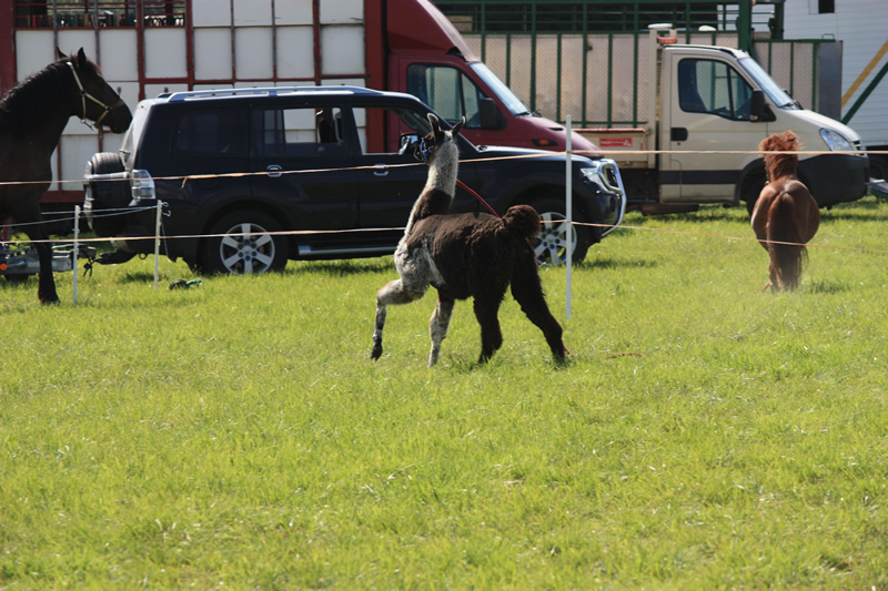 Dressage escayre journee attelage 2014 (30)