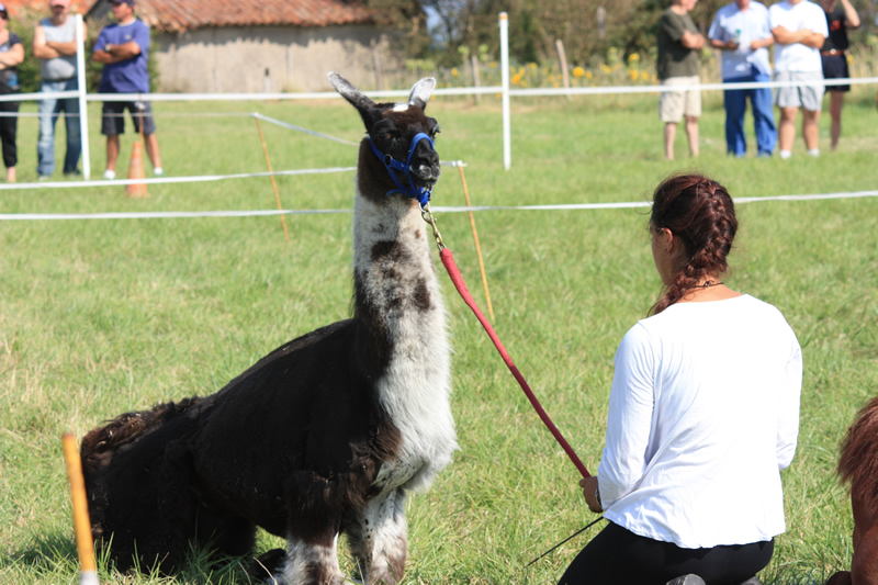 Dressage escayre journee attelage 2014 (23)