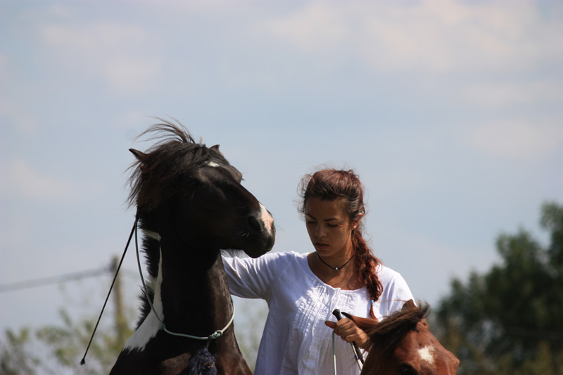 Dressage escayre journee attelage 2014 (8)