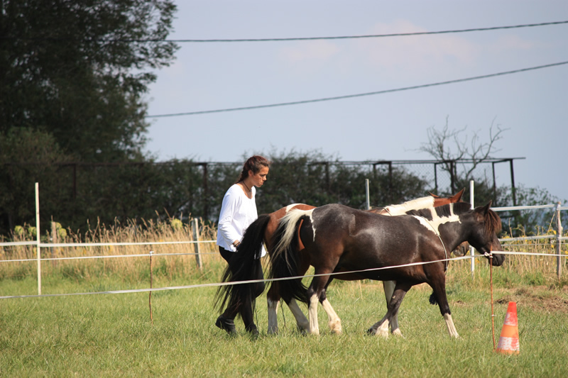 Dressage escayre journee attelage 2014 (3)