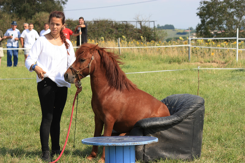 Dressage escayre journee attelage 2014 (14)