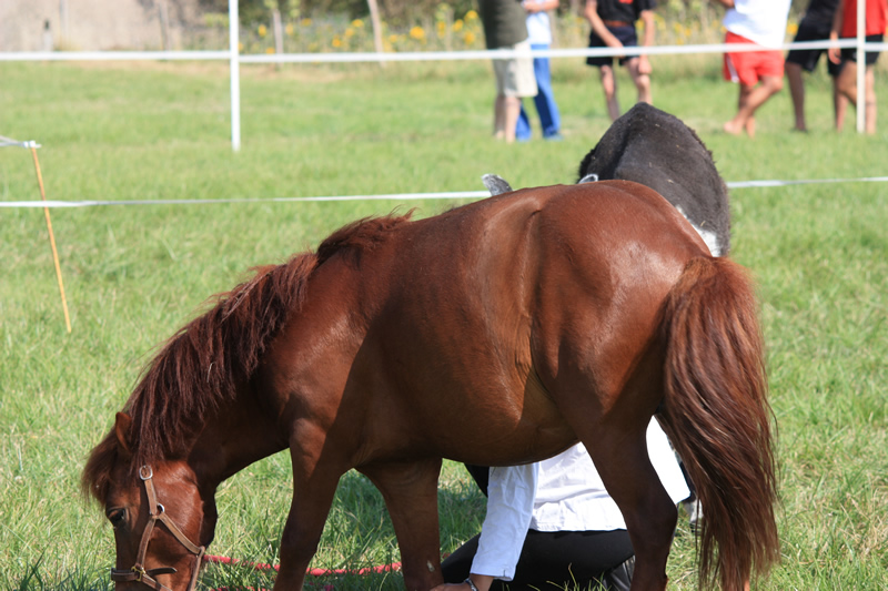 Dressage escayre journee attelage 2014 (26)