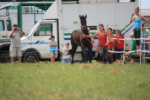 yearling Frison - 12