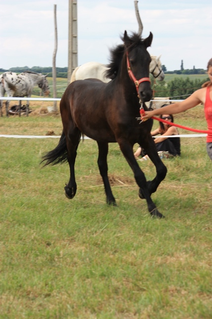 yearling Frison - 07