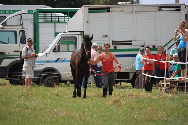 yearling Frison - 08