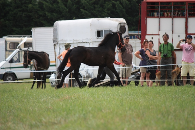 yearling Frison - 09