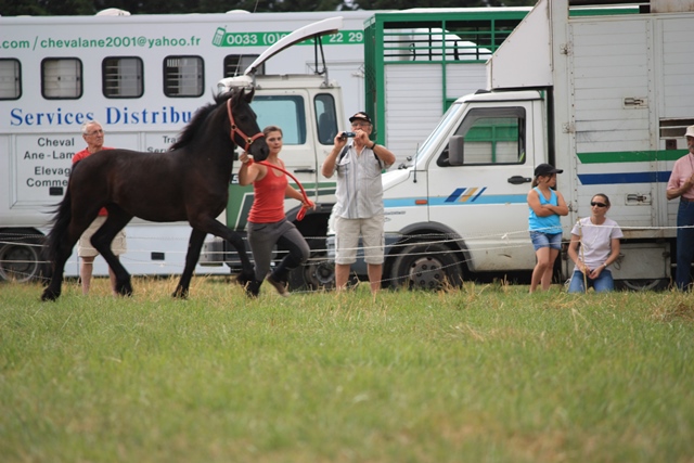 yearling Frison - 11