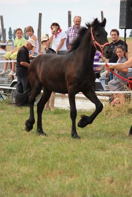 yearling Frison - 05