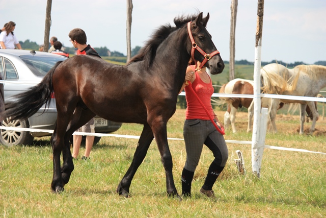 yearling Frison - 02