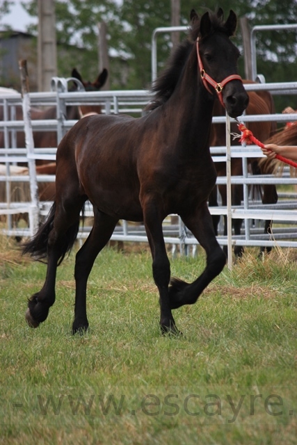 yearling Frison - 03
