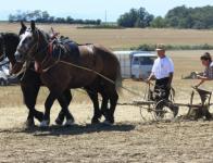 Journee de l attelage