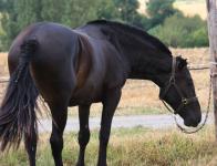 Les chevaux