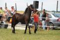 yearling Frison - 01