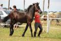 yearling Frison - 02