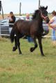 yearling Frison - 06