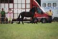 yearling Frison - 10