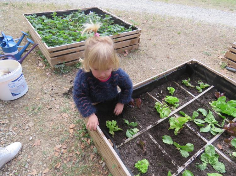 plantations-salades-pedt-gaillac-toulza (3)