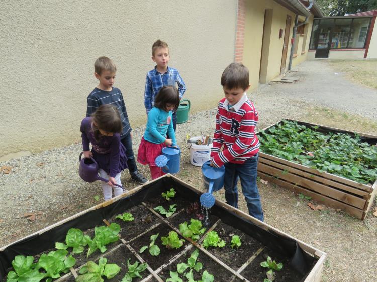 plantations-salades-pedt-gaillac-toulza (4)