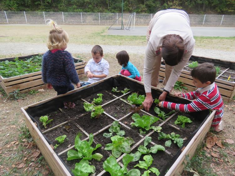 plantations-salades-pedt-gaillac-toulza (2)