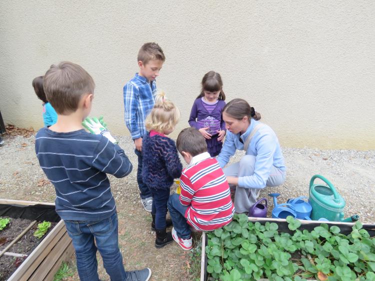 plantations-salades-pedt-gaillac-toulza (1)